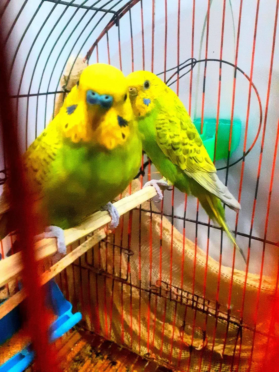 مرغ عشق|پرنده|چمران, |دیوار