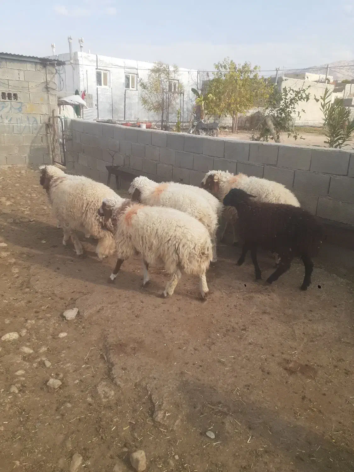 بره چاق باب قصابی|حیوانات مزرعه|سرپل ذهاب, |دیوار