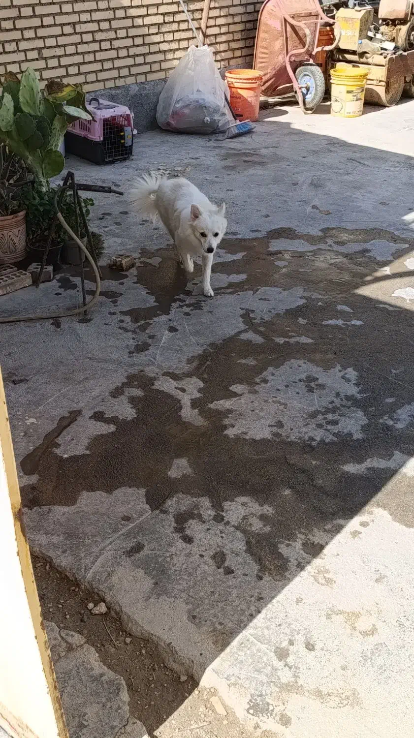 سگ پامر روباهی|سگ|بندر امام خمینی, |دیوار