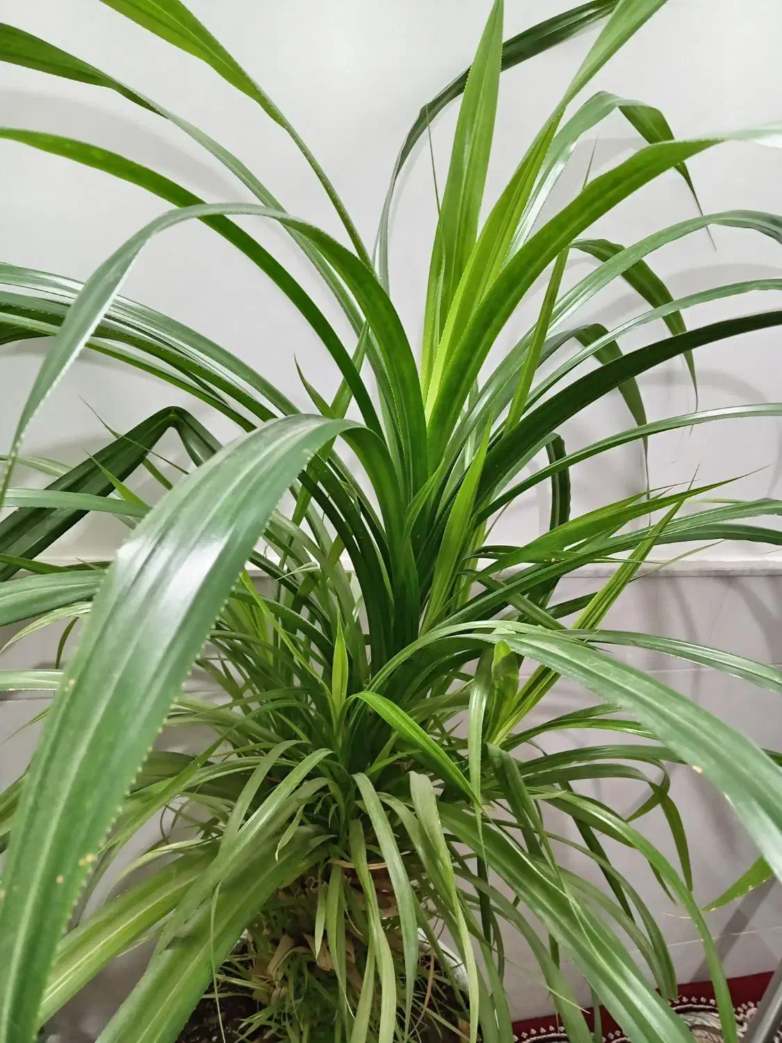 گل طبیعی|گل و گیاه طبیعی|نیشابور, شهید بهشتی|دیوار