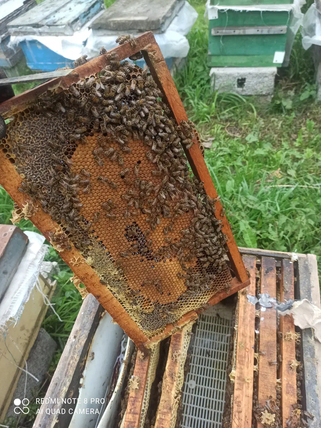 فروش تعدادی کندوی زنبور عسل|حیوانات مزرعه|لاهیجان, لیالستان|دیوار