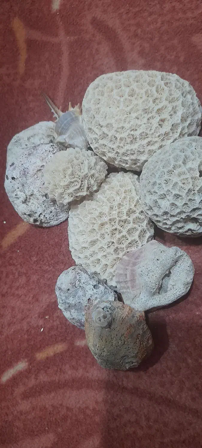 حراج|حراج|محمدیه-قزوین, |دیوار