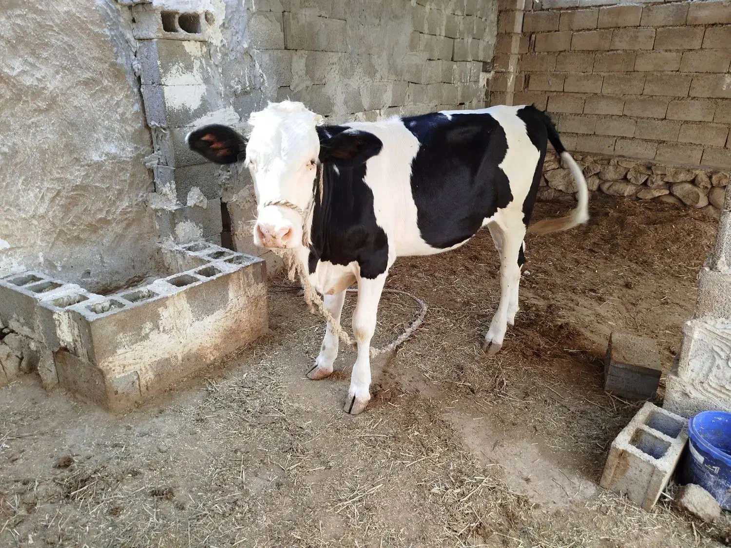 گوساله گاو|حیوانات مزرعه|کاکی, |دیوار