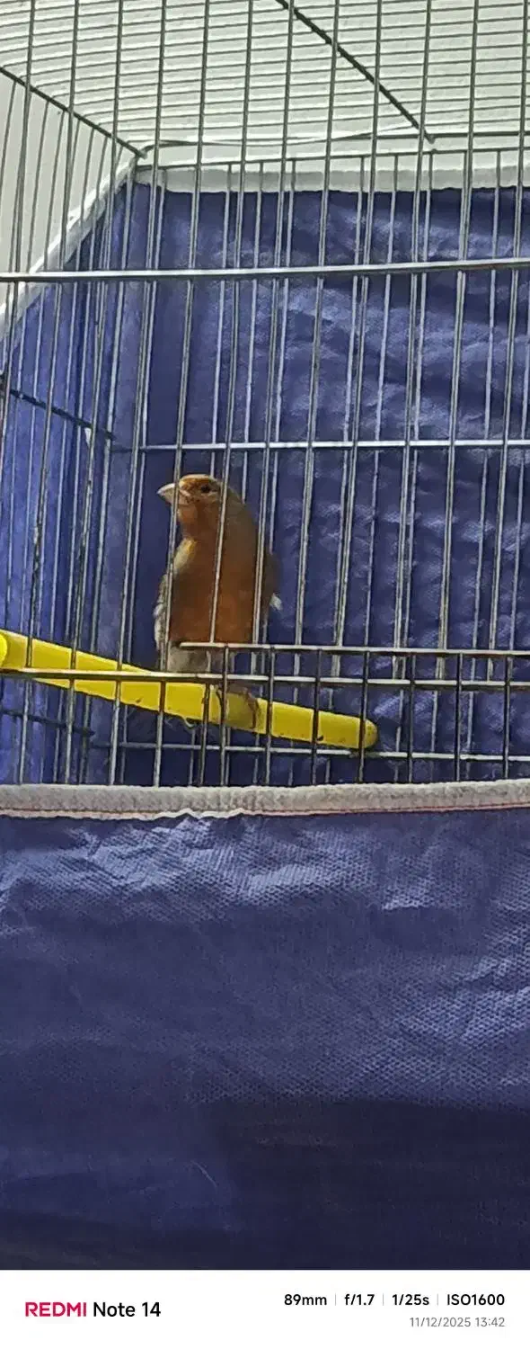 قناری نر سرخ|پرنده|بروجرد, |دیوار