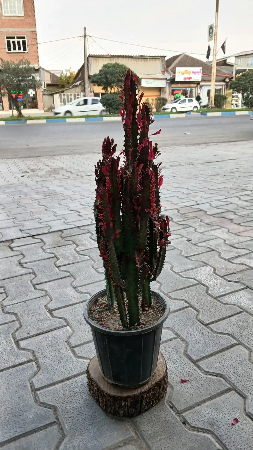 گلهای قطره باران|گل و گیاه طبیعی|لوندویل, |دیوار