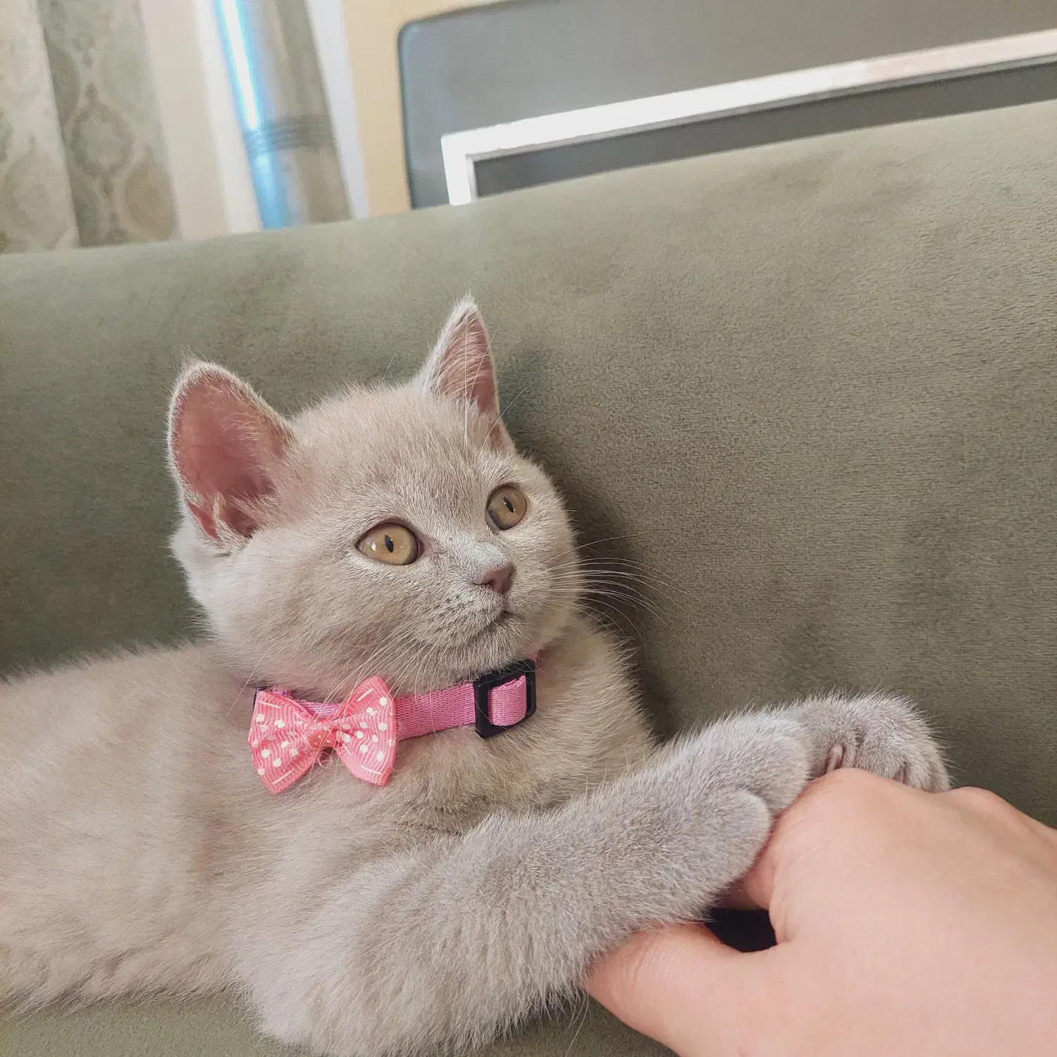 گربه|گربه|لاهیجان, شهرک سلمان فارسی|دیوار