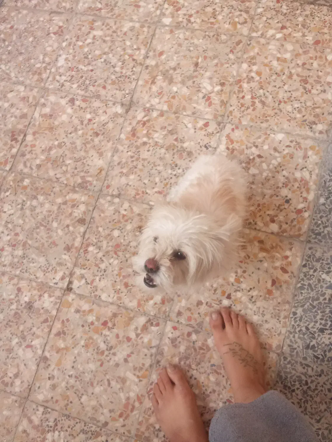 سگ اشپیتزو|سگ|نجفآباد, امام خمینی|دیوار