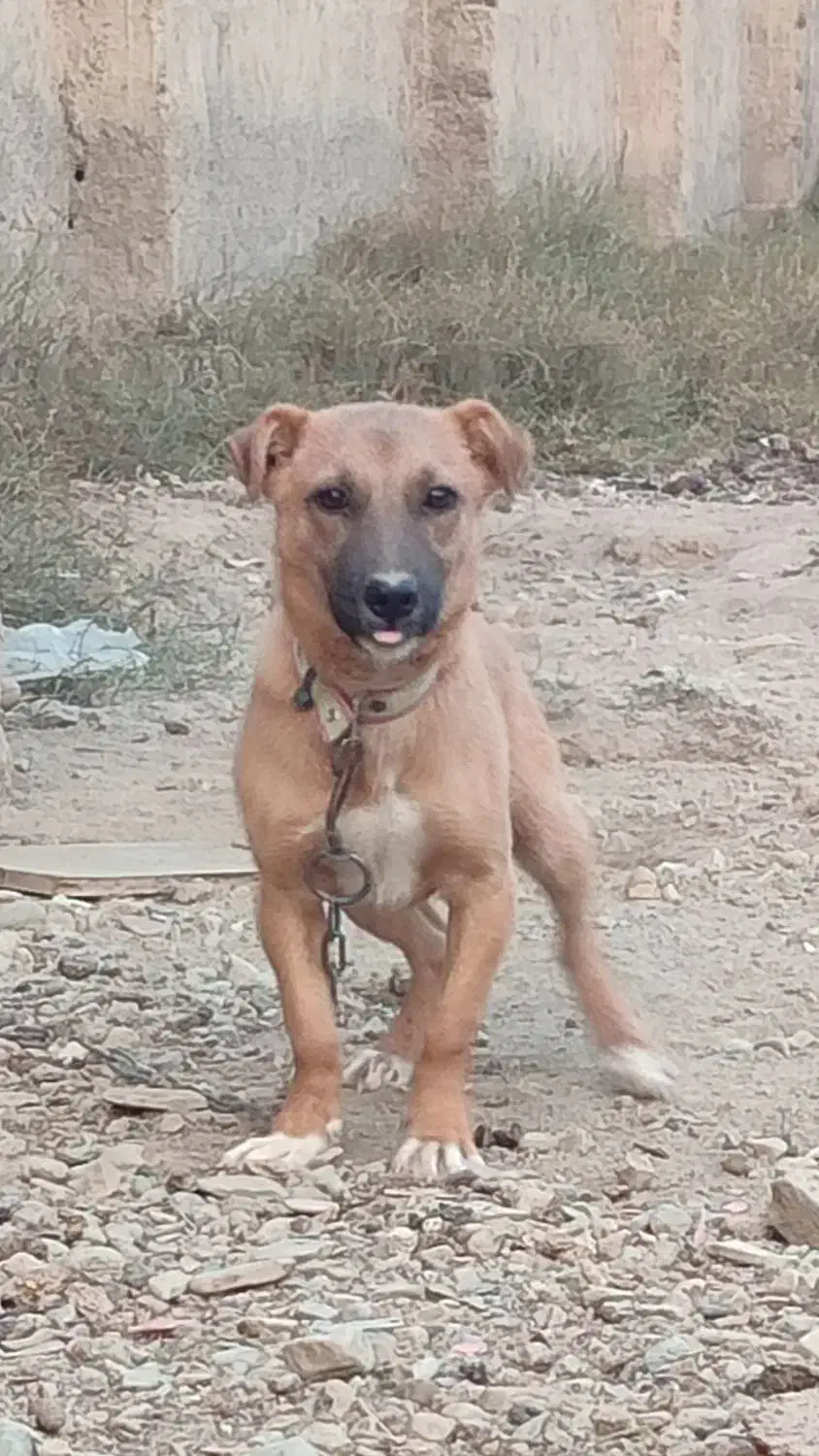 سگ پاکوتاه|سگ|احمدآبادمستوفی, |دیوار