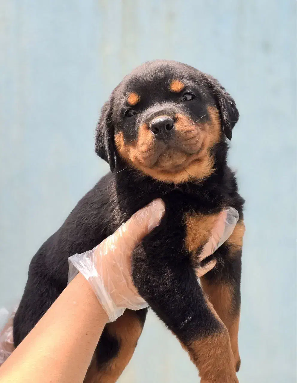 سگ روتوایلر پوزه دلقکی پوزه مکعبی نگهبانی خاص|سگ|کرج, فاز ۲ مهرشهر|دیوار