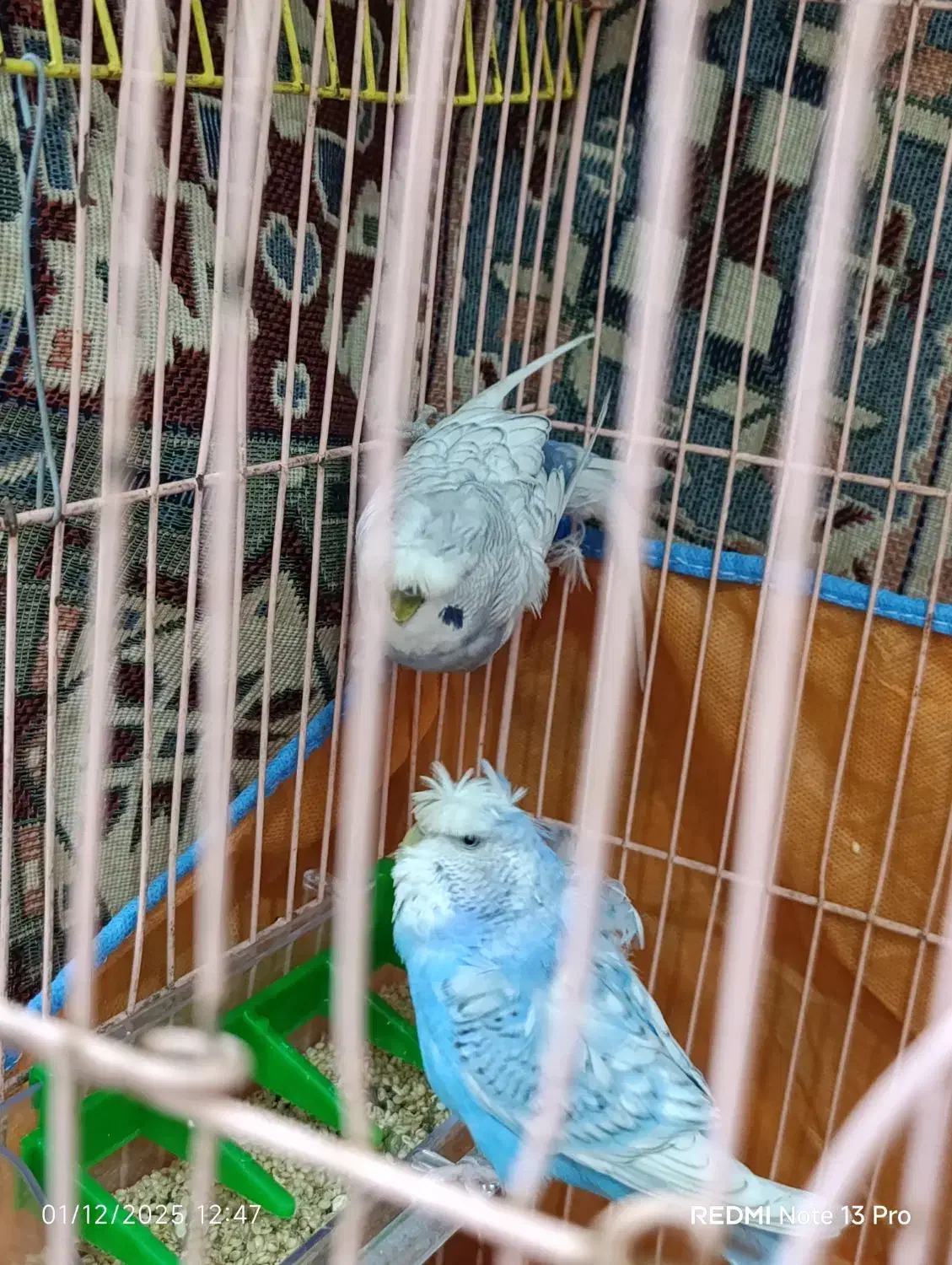 پرنده|پرنده|بندر انزلی, نیمه شعبان|دیوار