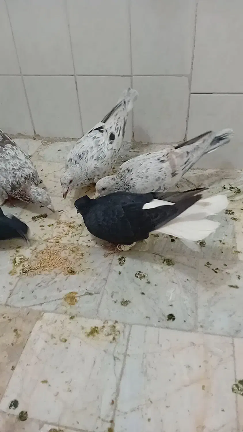 کبوتر|پرنده|محمدیه-قزوین, |دیوار