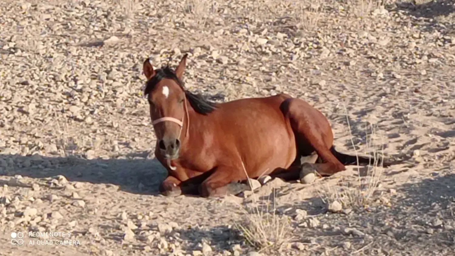 فروش یک راس اسب دره شوری|اسب و تجهیزات اسبسواری|شیراز, ابیوردی|دیوار