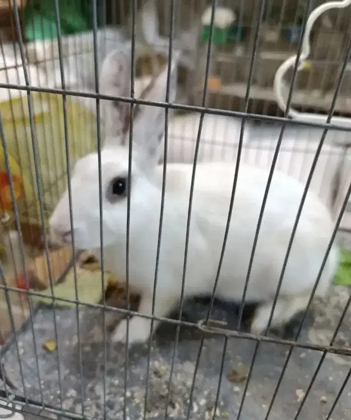 فقط وسایل خرگوش قفس و ابخوری|موش و خرگوش|سهند, |دیوار