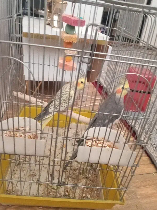 یکه جفت عرس هلندی نرو ماده|پرنده|قرچک, محمد آباد|دیوار