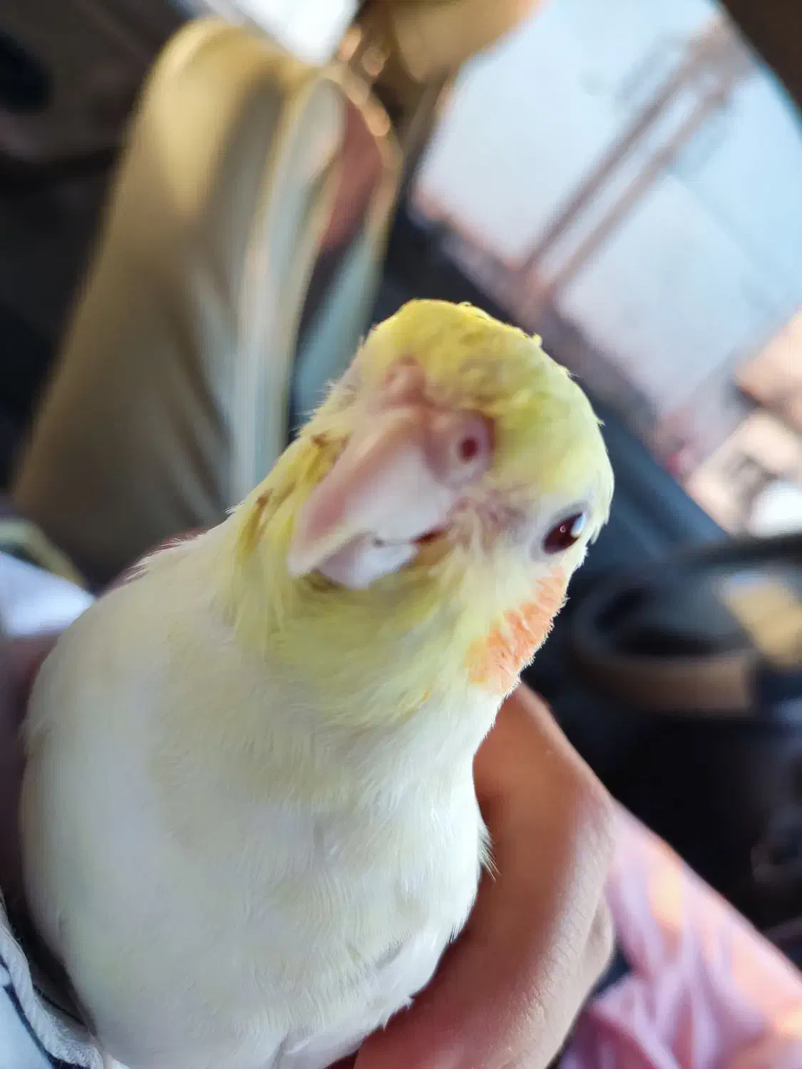 گمشده|حیوانات|امیدیه, |دیوار