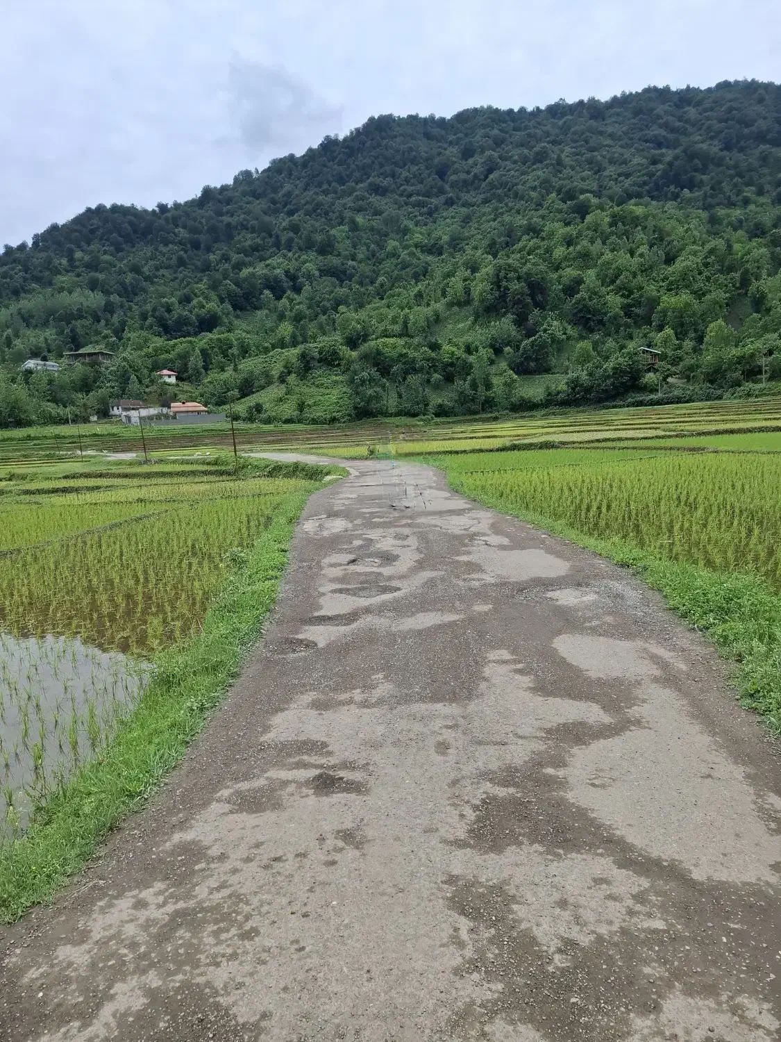 ۴هکتار زمین بکر، چسبیده به جنگل و رودخانه مطمئن|فروش زمین و ملک کلنگی|رشت, لاکان|دیوار