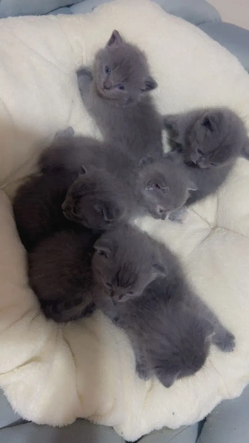 اسکاتیش های خاص و دوست داشتی|گربه|شیراز, غدیر جنوبی|دیوار