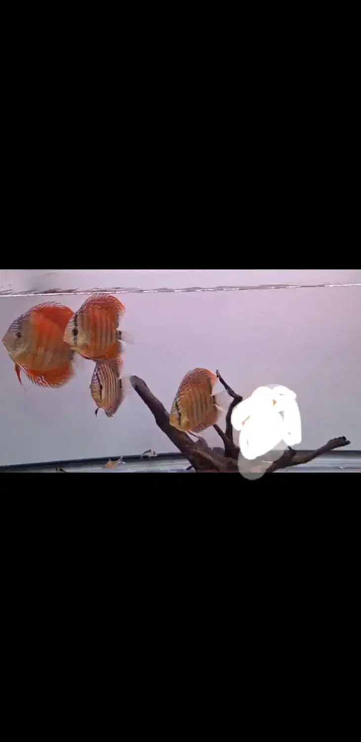 ماهی دیسکس وارداتی|ماهی|کرمان, |دیوار