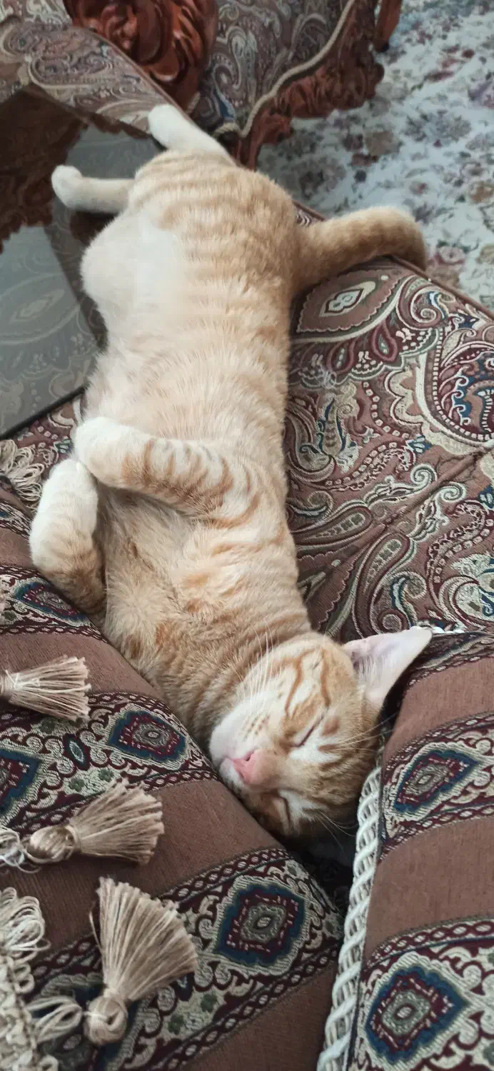 واگذاری گربه نارنجی|گربه|ساری, |دیوار