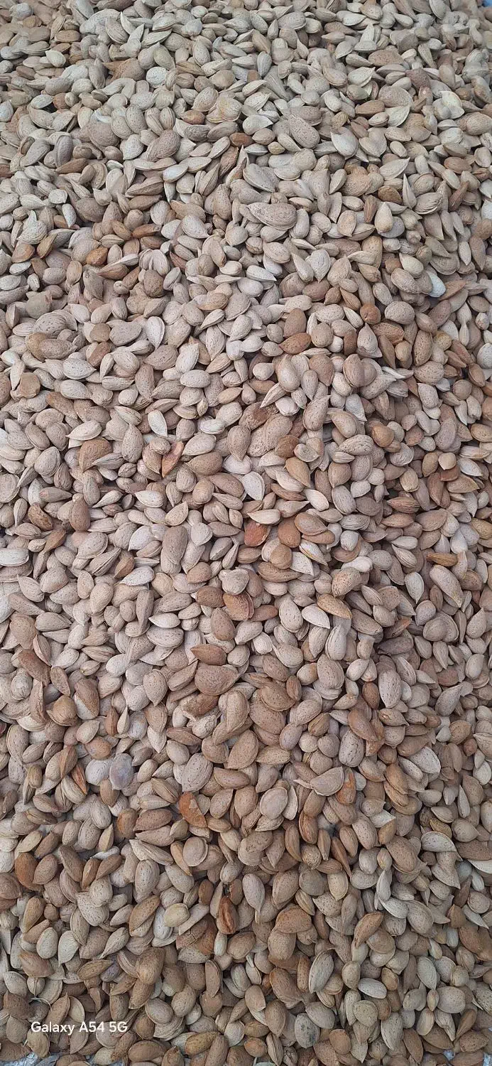 بادام درختی|خوردنی و آشامیدنی|محمدشهر, ولدآباد|دیوار