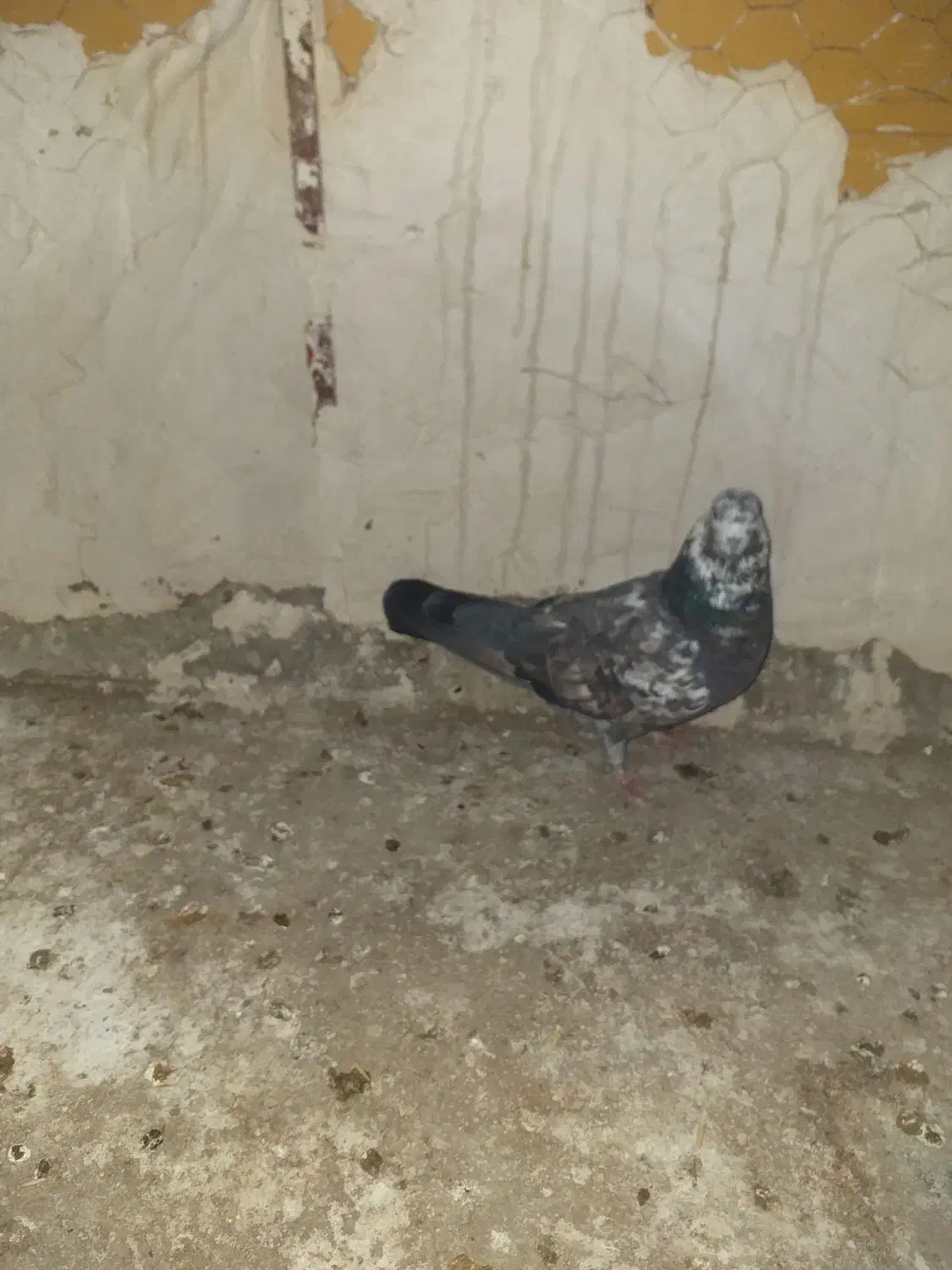 سه عدد کبوتر|پرنده|آبدانان, |دیوار