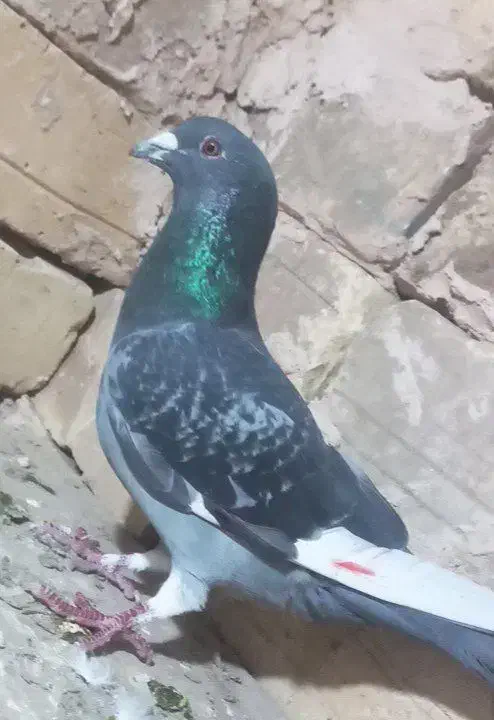 کفتر...|حیوانات|جیرفت, |دیوار