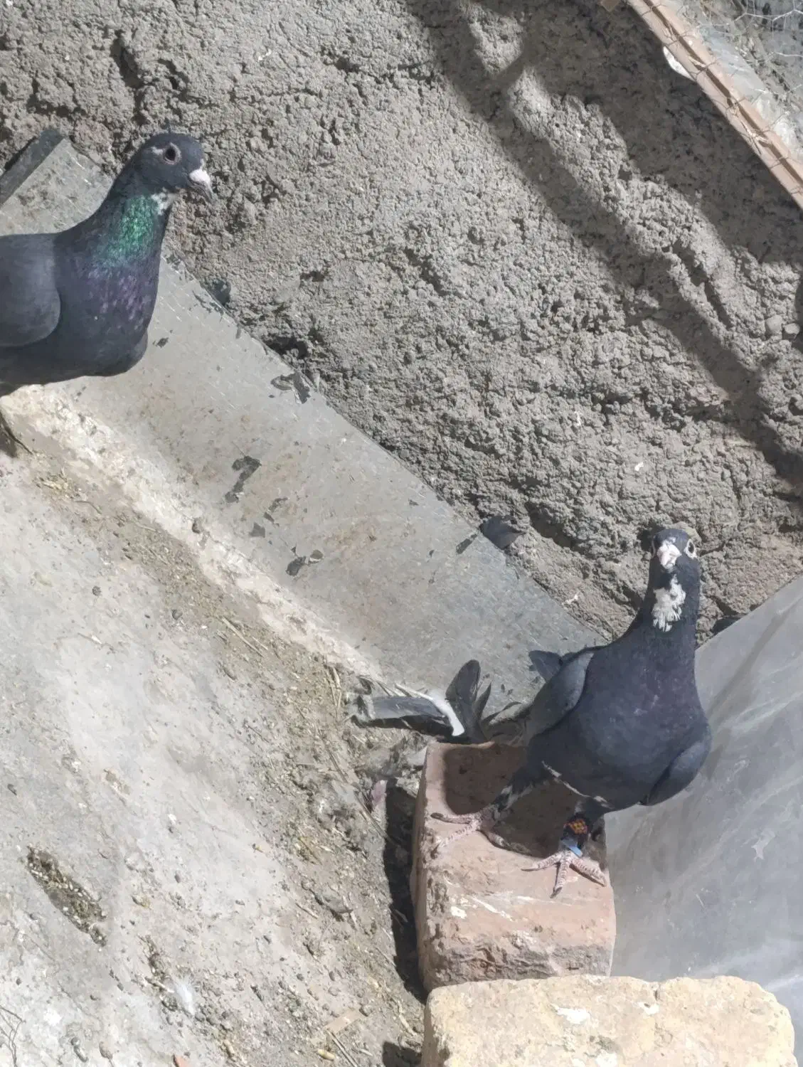 کبوتر  پلنگ فقط معامعله با زاغ دم سفید|پرنده|نرماشیر, |دیوار