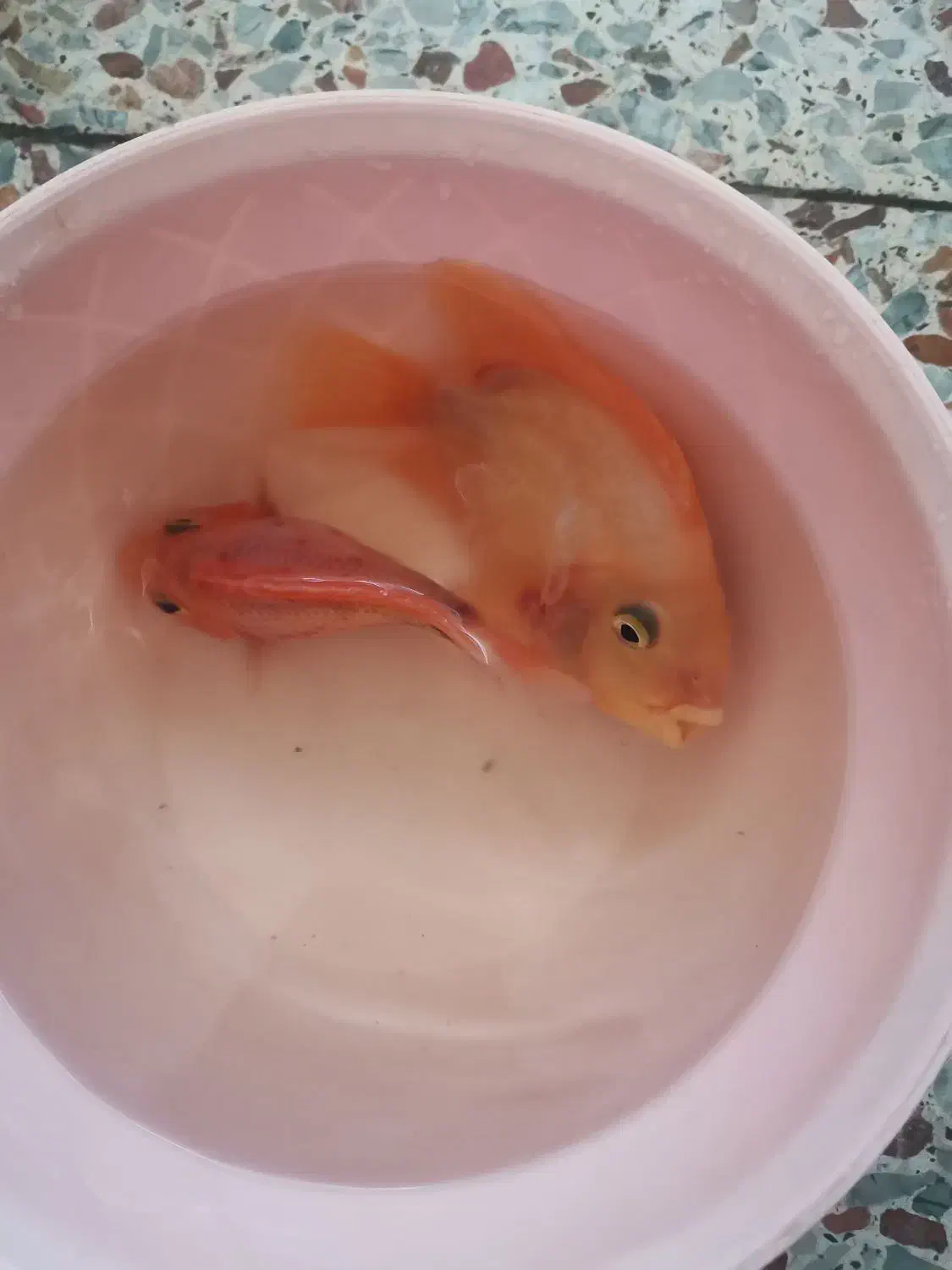 ماهی پرت|ماهی|شوشتر, |دیوار