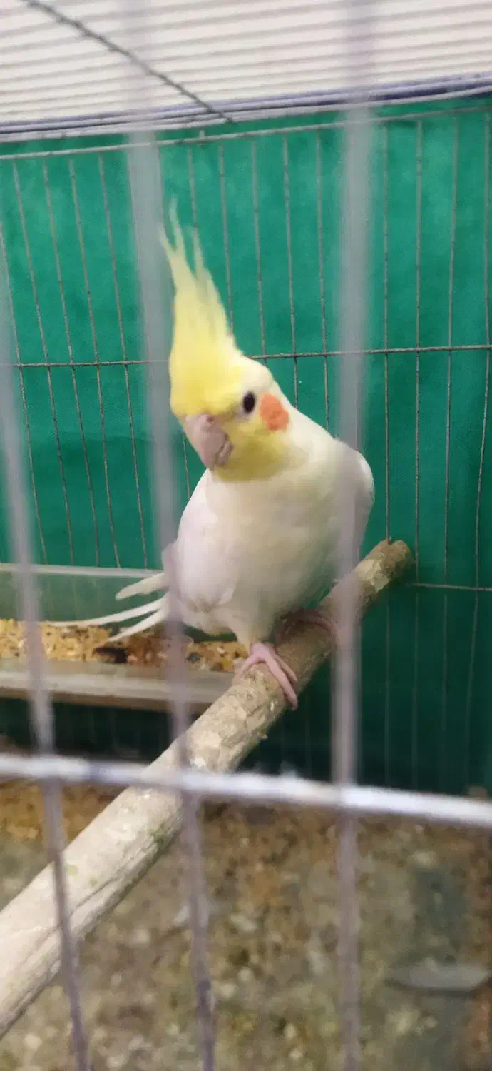 طوطی عروس جفت|پرنده|رشت, دیانتی|دیوار