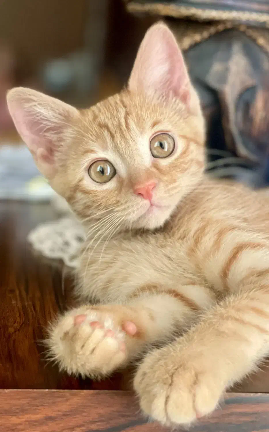 واگذاری رایگان گربه نارنجی DSH شیطون و مهربون|گربه|کرج, فاز ۲ مهرشهر|دیوار