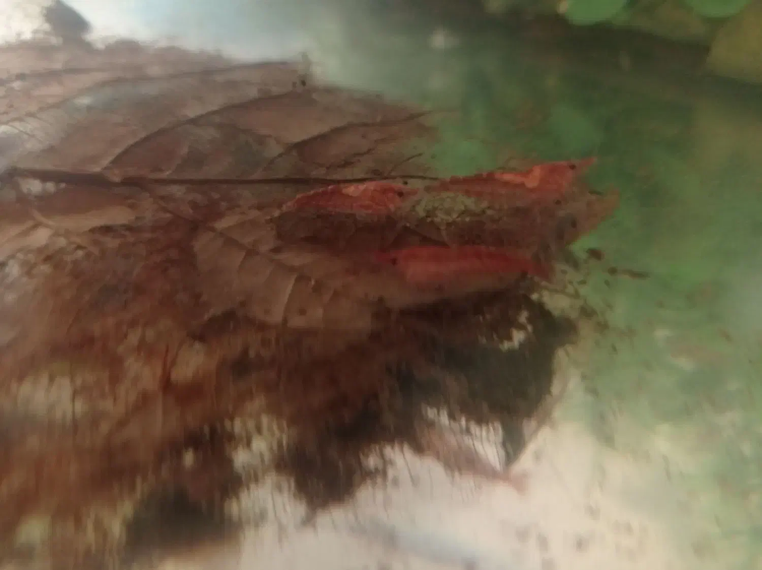 انواع آکواریوم و ماهی و لوازمات|ماهی|کبودرآهنگ, |دیوار