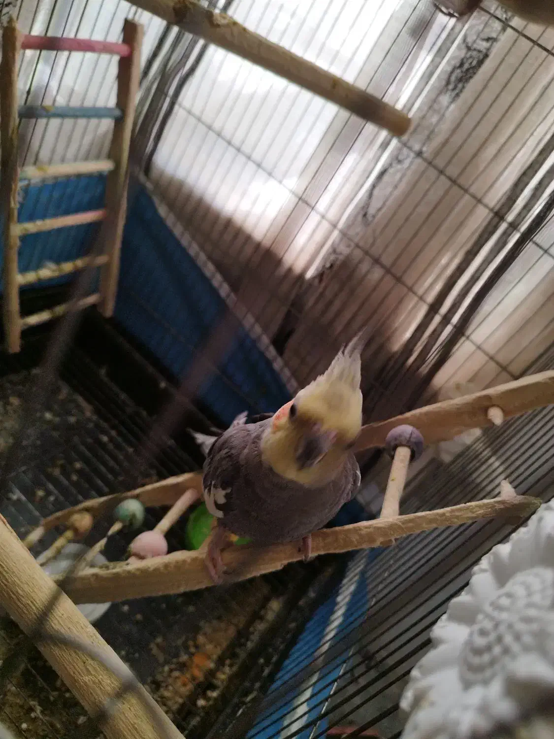 یک جفت عروس هلندی|پرنده|ماهدشت, |دیوار