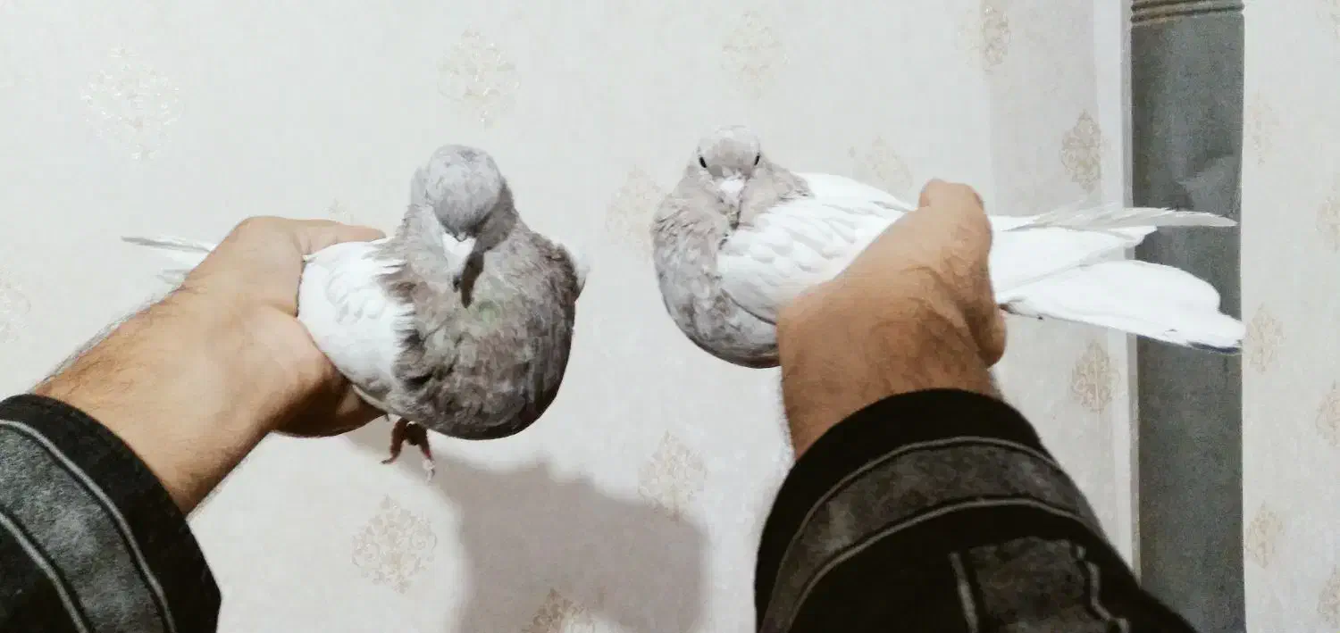 کفتر|پرنده|زرند, |دیوار