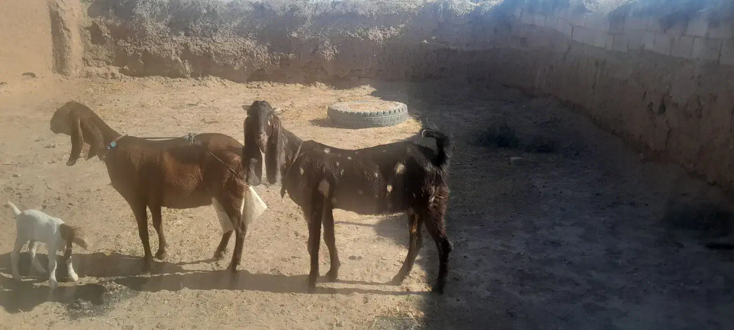 4عدد بز جوان پاکستانی|حیوانات مزرعه|تربتحیدریه, ابوذر|دیوار