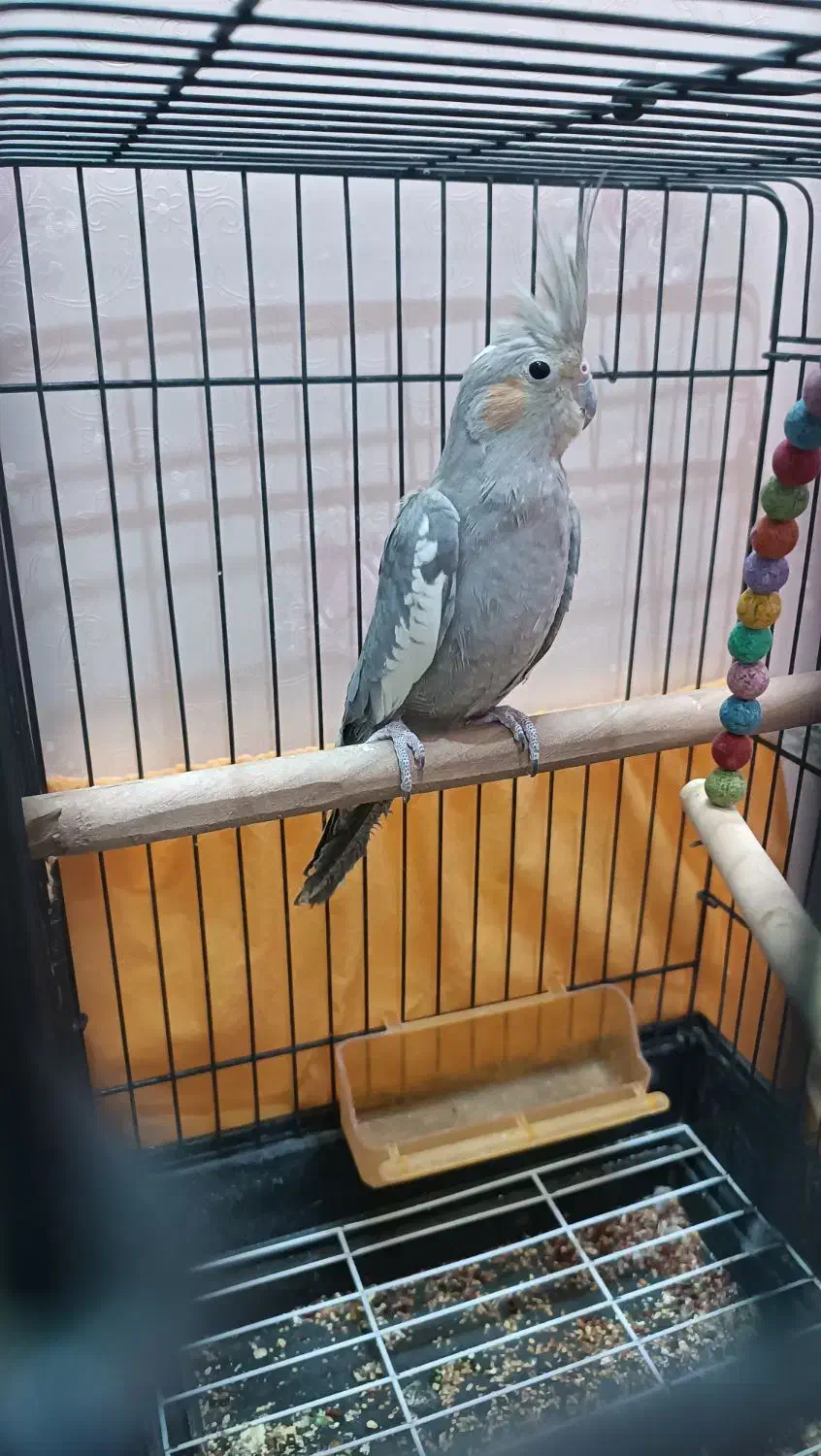 دو عدد جوجه عروس|پرنده|مشهد, ایثار|دیوار