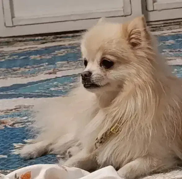 سگ پامر نر|سگ|یزد, |دیوار