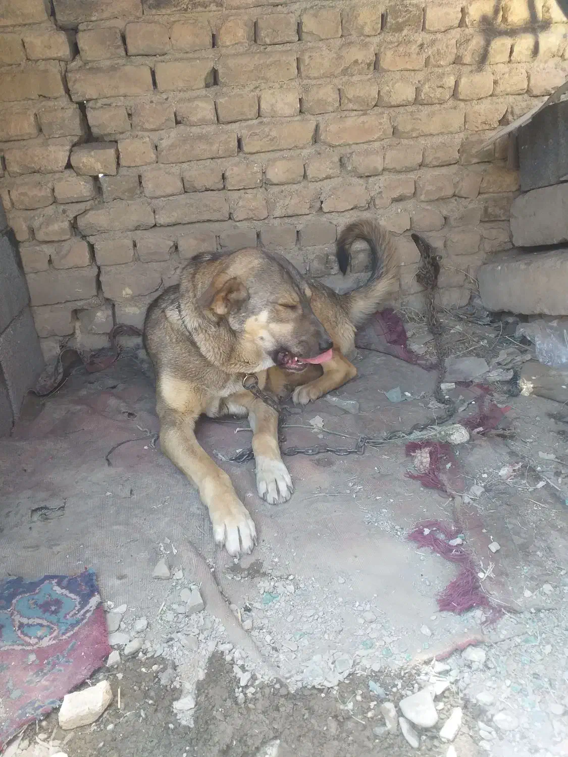 واگذاری ماده پژدر|سگ|ملایر, |دیوار