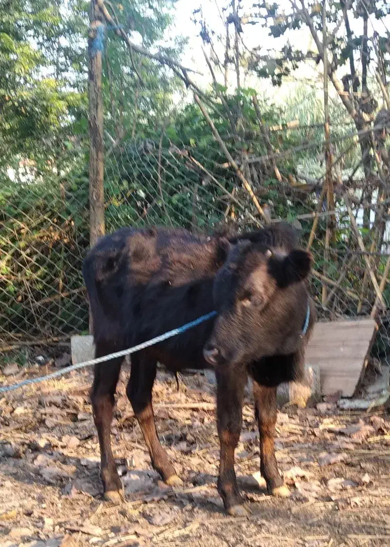 ورزا کوله سیاه دوتا چالوسی ومیزان|حیوانات مزرعه|رشت, حومه رشت|دیوار