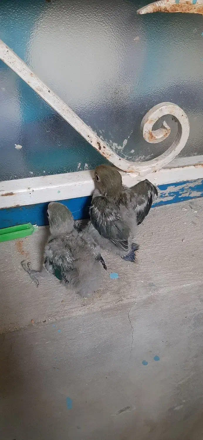 جوجه کوتوله|پرنده|سراوان, |دیوار