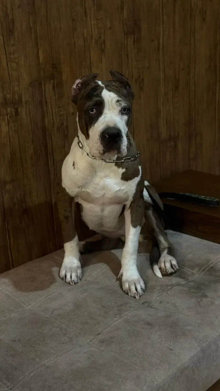 بولی ایکس لاج|سگ|تهران, شهرک امید|دیوار