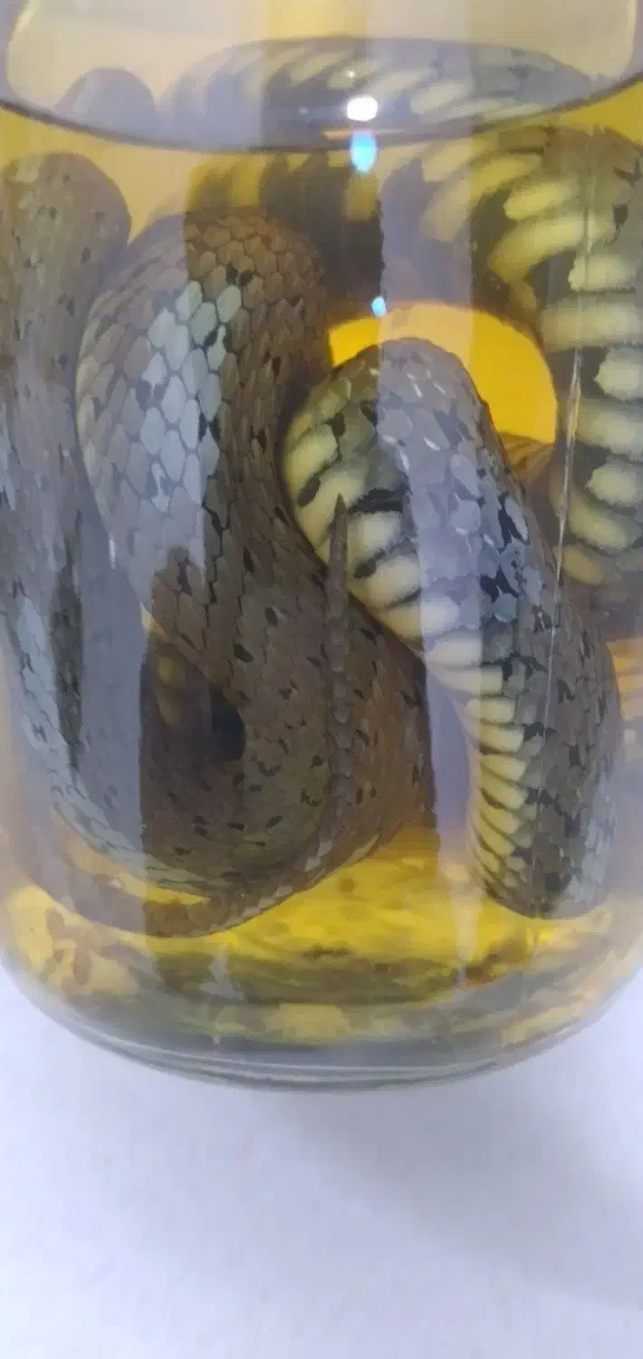 کلکسیونی و کمیاب|کلکسیون اشیاء عتیقه|ملارد, |دیوار