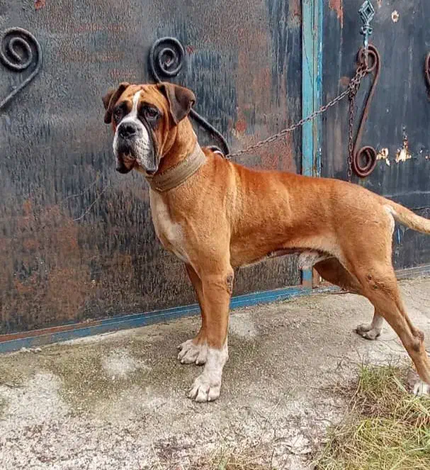 واگذاری یک عدد باکسر نر کیفیت بالا|سگ|رشت, گیل|دیوار