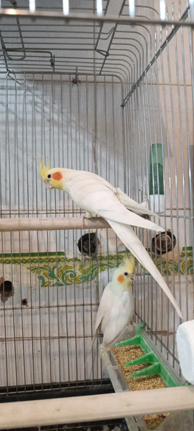 طوطی عروس هلندی مولد جفت خورده درحال تخم گذاری|پرنده|سنندج, |دیوار