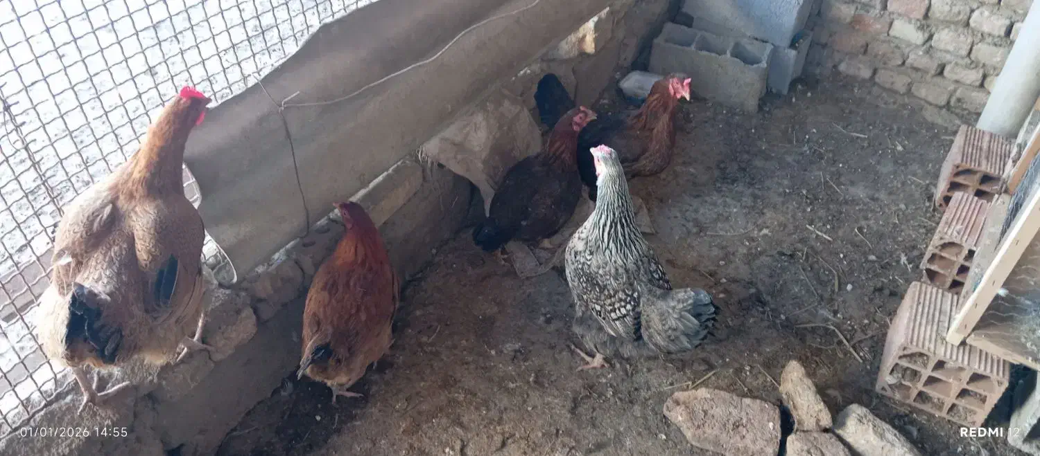 مرغ|حیوانات مزرعه|گنبد کاووس, |دیوار