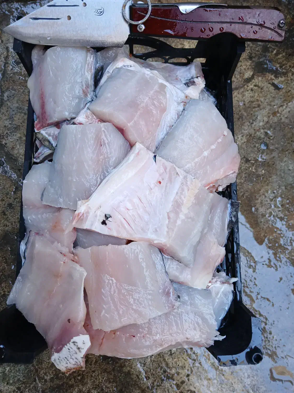 ماهی غزل آزاد|ماهی|اسلام‌‌آباد غرب, |دیوار