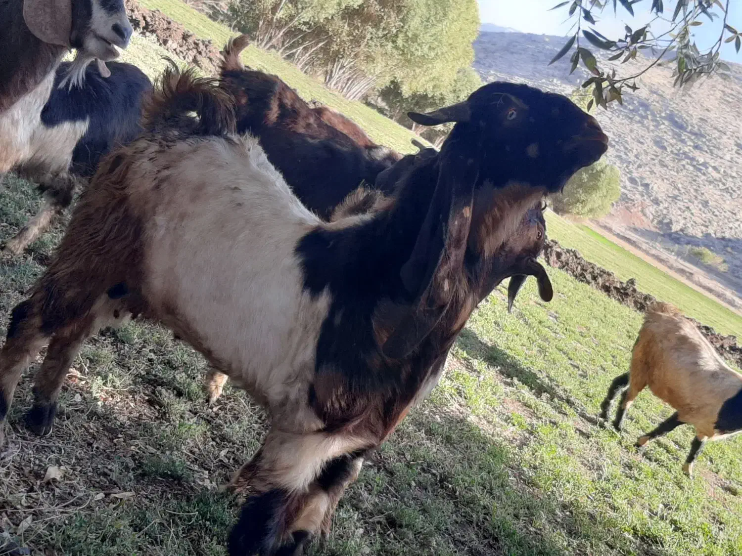 بزغاله نر|حیوانات مزرعه|دینور, |دیوار