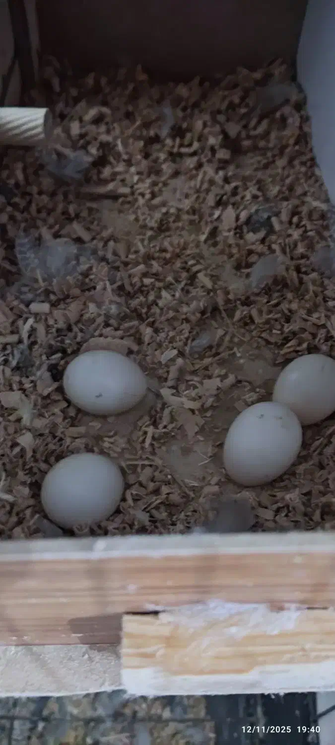 یه جفت عروس هلندی|پرنده|رودهن, |دیوار