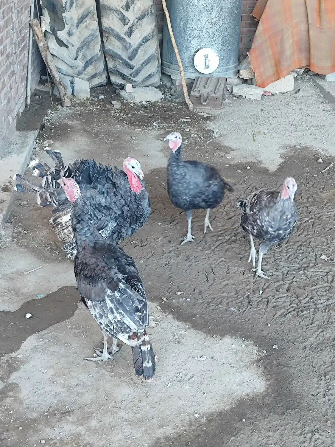 بوقلمون برنز اصل و درجە یک فریح|حیوانات مزرعه|پیرانشهر, |دیوار