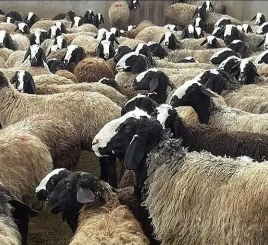 مجـ.ـموعـه دامـ.ـپروری گوسفند dsere قوچ شهر شـال|حراج|فرخ‌شهر, |دیوار