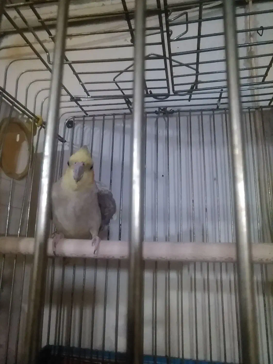 جفت عروس هلندی آهویی|پرنده|شیراز, شیخ علی چوپان|دیوار